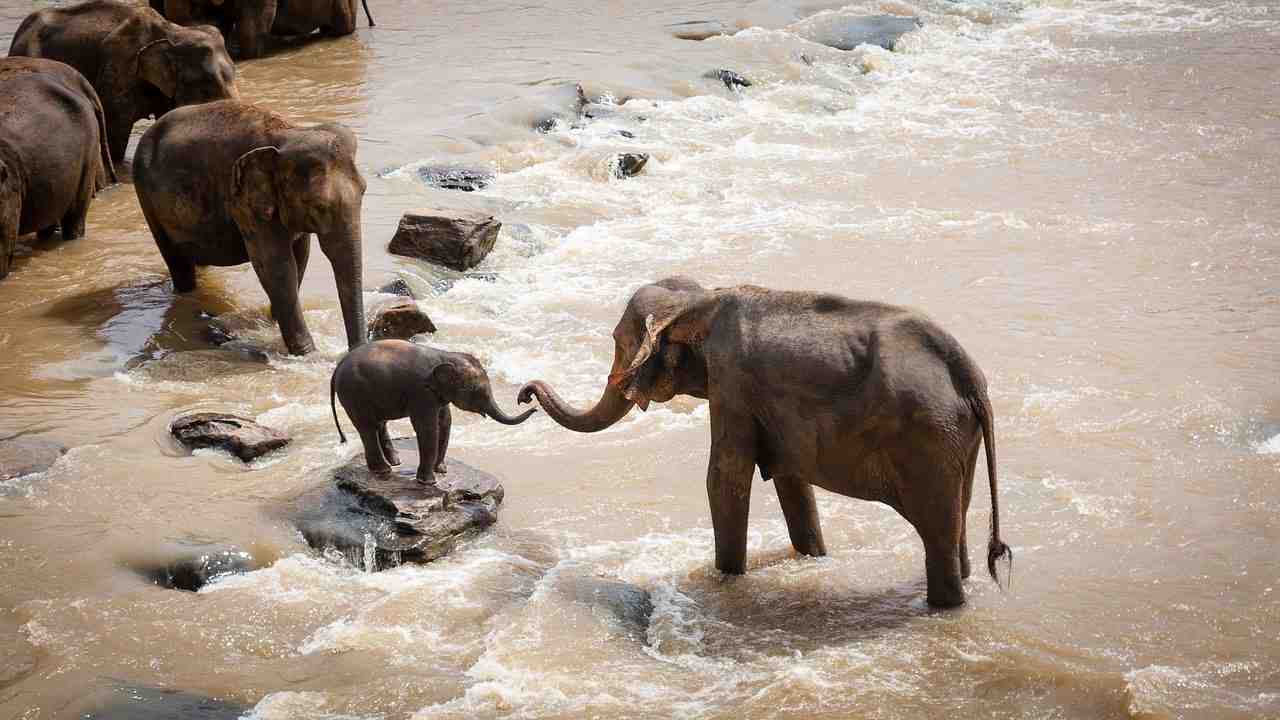 les éléphants, groupe familial, rivière