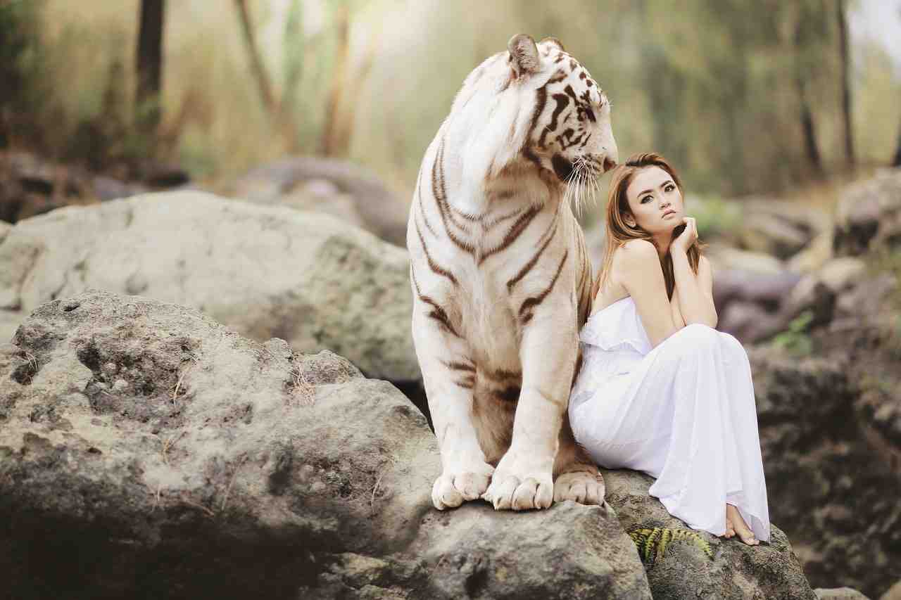 nature, monde animal, tigre de bengale blanc